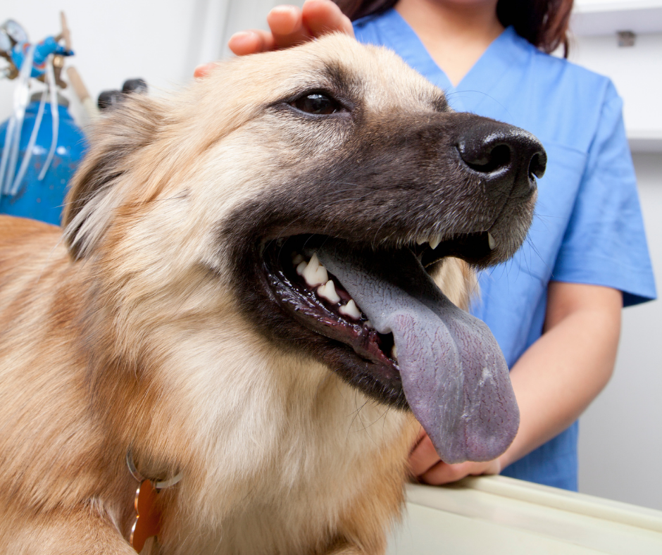 Pet Care Updates - Barrie Animal Hospital, Barrie, Ontario