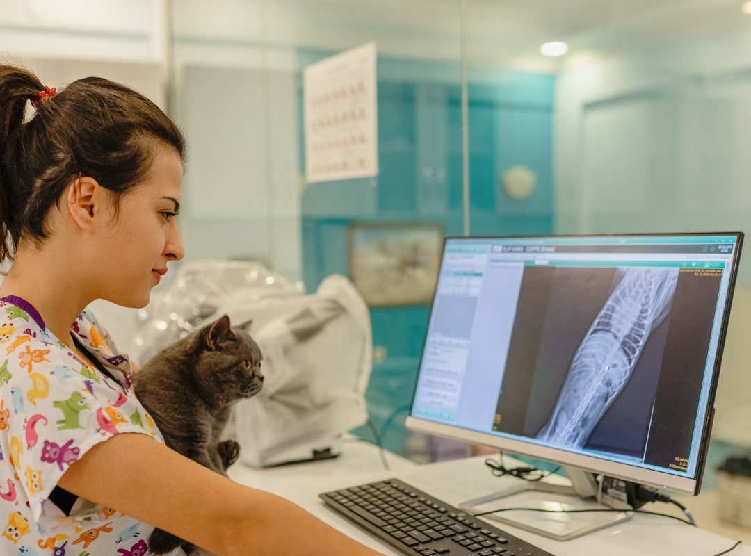 A vet observes an X-ray of a cat