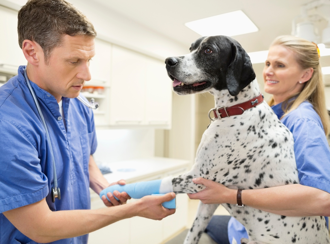 A vet gently bandages a dog's injured leg