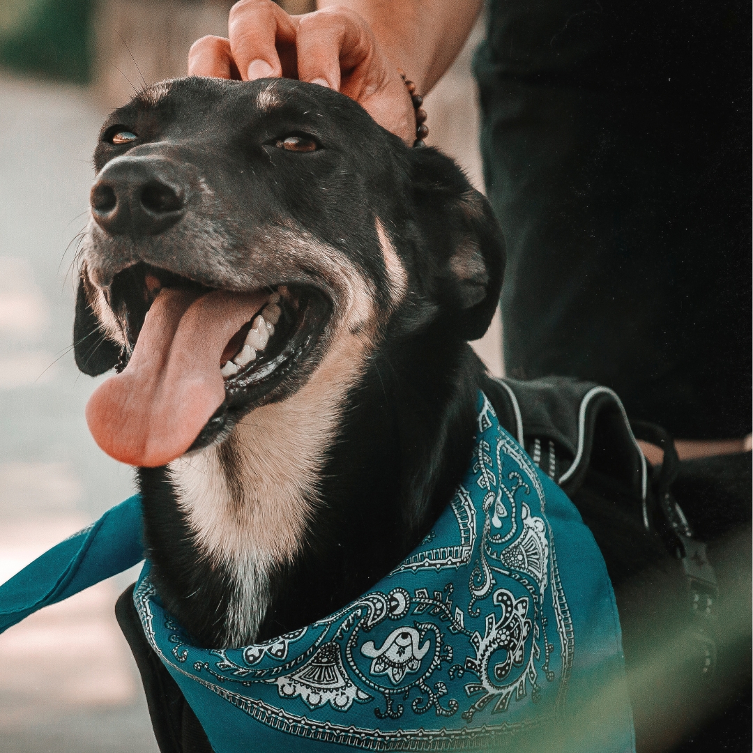 Testimonial A dog wearing a blue bandana