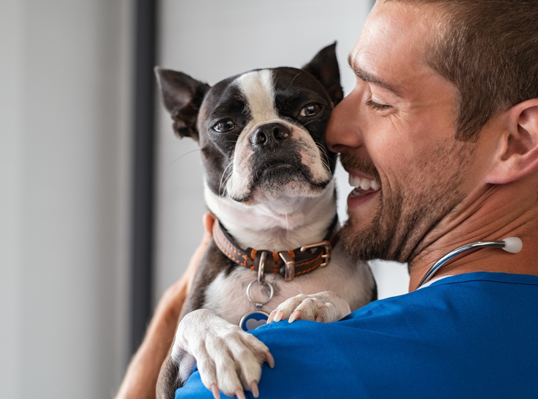 A dog with a collar is being held in a person's arms