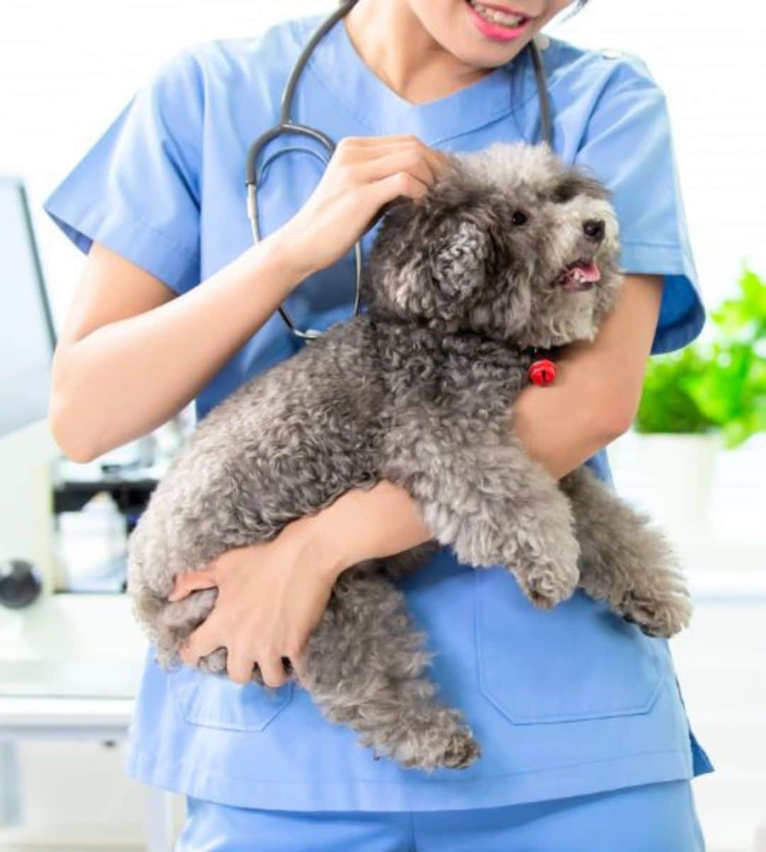 A lady vet holding a dog