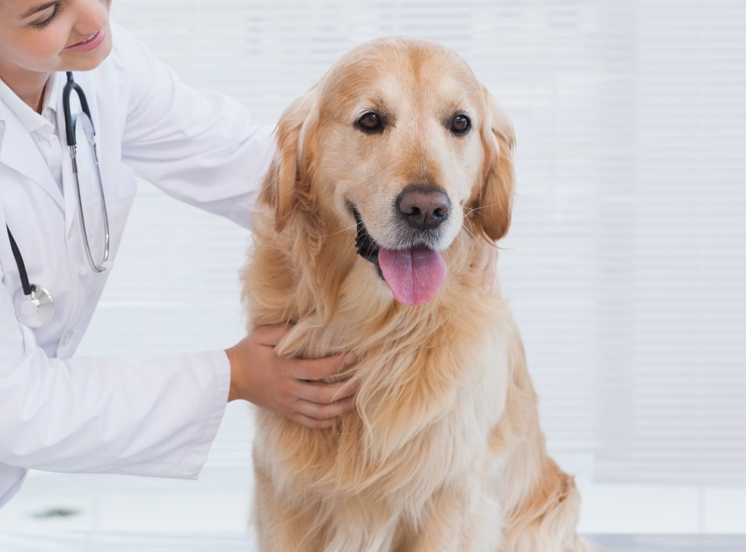 A vet examining a dog